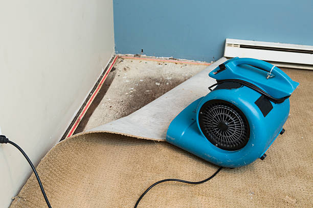 Best Mold removal after water damage  in La Honda, CA